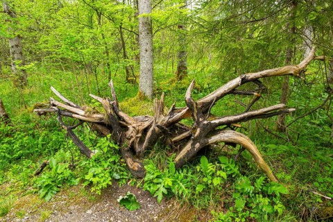 Root system of a old tree in the forest, Bavaria, Germany