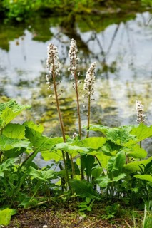 Butterbur (Petasites hybridus) leafes and seeds at a small stream next to Lake Almsee on a rainy