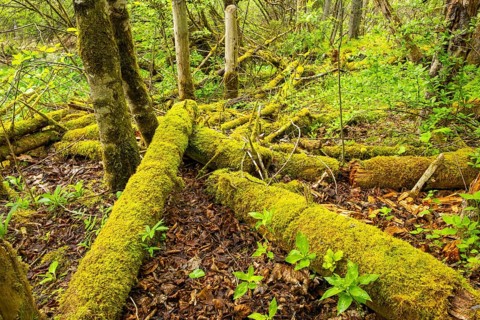 Wild forest with rotten mossy tree trunks lying around, Bavaria, Germany