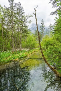 Lanscape of a little stream flowing through the forest in spring on a rainy day, Bavaria, Germany