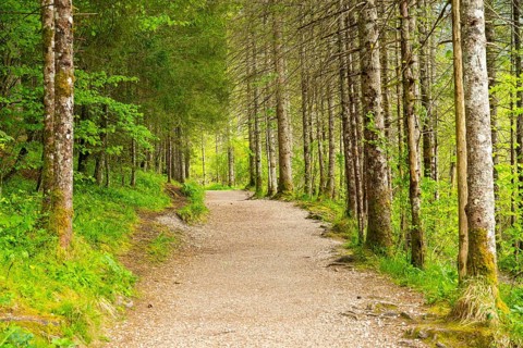 Walking trail going through the forest in spring on a cloudy day, Bavaria, Germany
