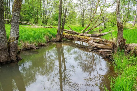 Lanscape of a little stream flowing through the forest in spring on a rainy day, Bavaria, Germany