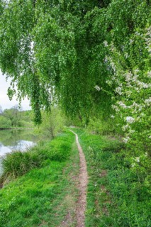 Walking trail going through the forest in spring on a cloudy day, Bavaria, Germany