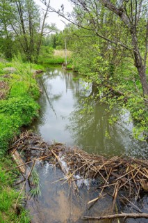 Dam of a Eurasian beaver (Castor fiber) in a small stream, Upper Platine, Bavaria, Germany
