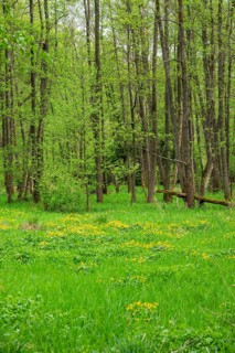 Moorland with blooming Marsh-marigold (Caltha palustris) in a Common alder (Alnus glutinosa) forest
