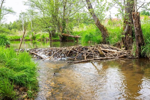 Dam of a Eurasian beaver (Castor fiber) in a small stream, Upper Platine, Bavaria, Germany