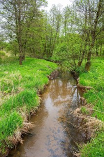 Lanscape of a little stream flowing through the forest in spring on a rainy day, Bavaria, Germany