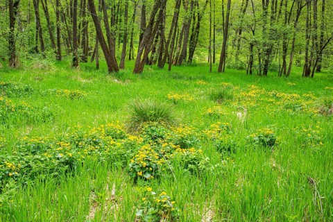 Moorland with blooming Marsh-marigold (Caltha palustris) in a Common alder (Alnus glutinosa) forest