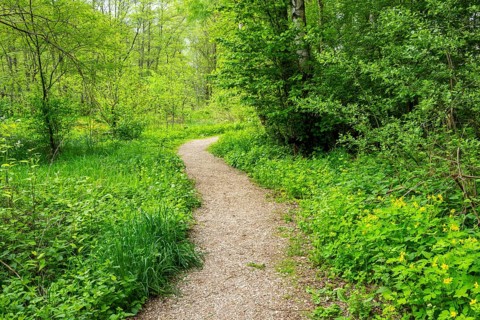 Walking trail going through the forest in spring on a cloudy day, Bavaria, Germany