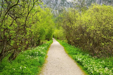 Walking trail going through the forest in spring on a cloudy day, Bavaria, Germany