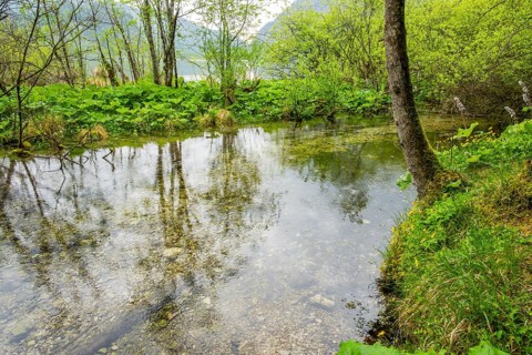 Lanscape of a little stream flowing through the forest in spring on a rainy day, Bavaria, Germany