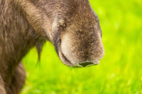 Eurasian elk (Alces alces), detail, nose, Austria