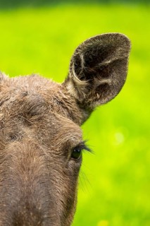 Eurasian elk (Alces alces), portrait, eye, ear, detail, Austria