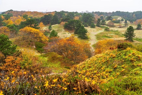 Dune sheep of Ostplate, in the east of the East Frisian island of Spiekeroog, autumn, brown dunes,