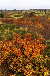Dune sheep of Ostplate, in the east of the East Frisian island of Spiekeroog, autumn, brown dunes,