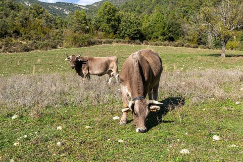 Bruna dels Pirineus cows cattle breed in field near Sieste, Boltana, Huesca province, Aragon, Spain