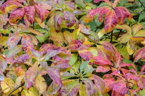 Azalea (Rhododendron luteum) in autumn leaves, Emsland, Lower Saxony, Germany