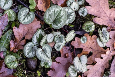 Cyclamen (Cyclamen coum), Laub, Emsland, Lower Saxony, Germany