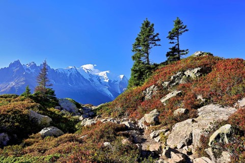 Firs stand in an autumnal landscape with the snow-covered Mont Blanc massif in the background,