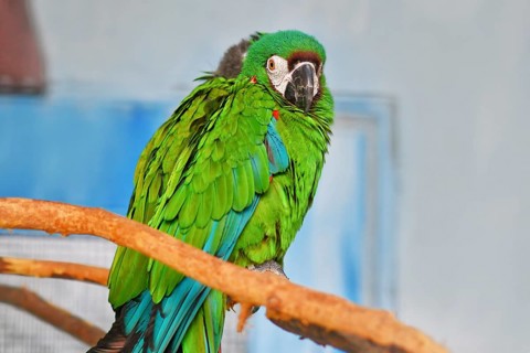 Blue-winged macaw in bird enclosure