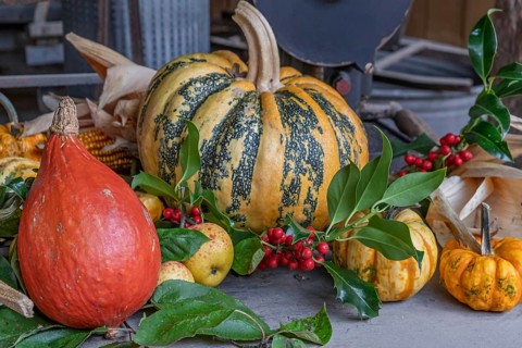 Autumn still life with pumpkins, apples, corn and holly, North Rhine-Westphalia, Germany
