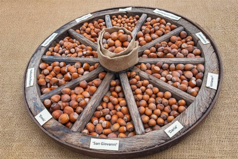 Different types of hazelnuts in an old wagon wheel, Münsterland, North Rhine-Westphalia, Germany