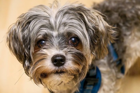 Portrait of a Biewer Terrier (originally Biewer Yorkshire), studio shot