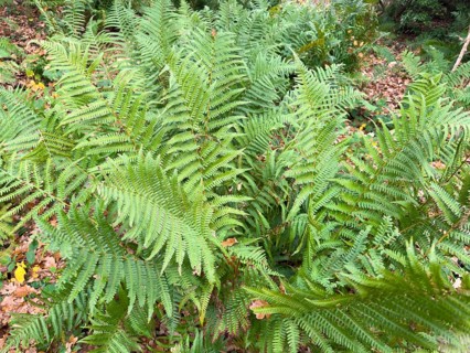 Densely growing fern ferns from a group of vascular spore plants on the roadside in the forest,