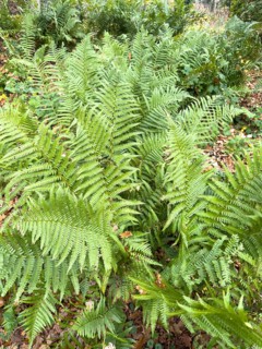 Densely growing fern ferns from a group of vascular spore plants on the roadside in the forest,