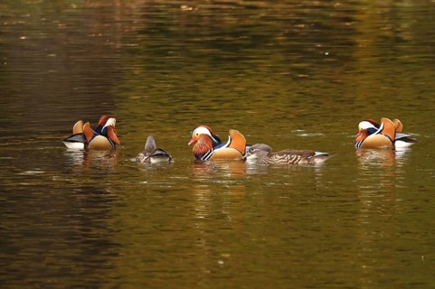 Mandarin ducks on a lake, autumn, Germany