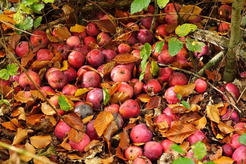 Apples, fallen fruit in the garden, autumn, Germany