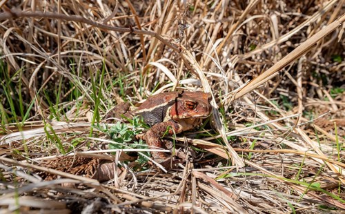 Japanese common toad (Bufo praetextatus or Bufo japonicus), lakeside, Lake Tanuki, Fujinomiya,