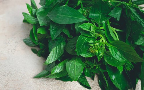 Bouquet of fresh green basil, on the table, top view, no people