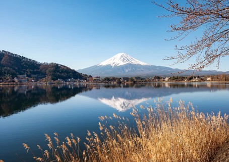 Shore with reeds, volcano Mt. Fuji is reflected in Lake Kawaguchi, Yamanashi Prefecture, Japan