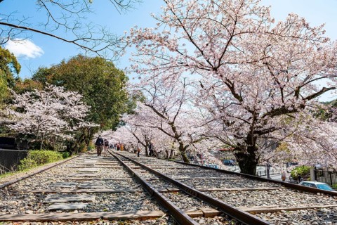 Keage Incline, Old Tracks, Blooming Cherry Trees on Disused Tracks, Hanami, Cherry Blossoms in