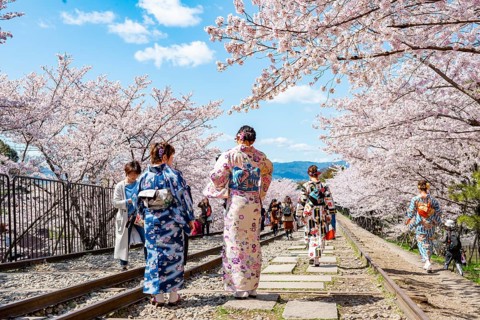 Keage Incline, Japanese women in kimono, cherry trees blooming on disused tracks, Hanami, cherry