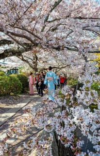 Japanese woman in kimono walking along a canal, cherry blossoms in spring, Philosopher's Path or