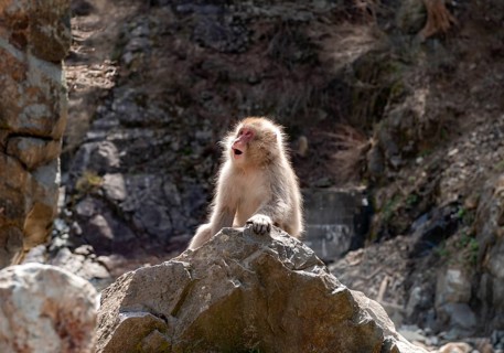 Japanese macaque (Macaca fuscata) sitting on rocks, Yamanouchi, Nagano Prefecture, Honshu Island,
