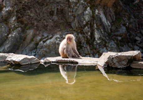Japanese macaque (Macaca fuscata) sitting on rocks near water, Yamanouchi, Nagano Prefecture,