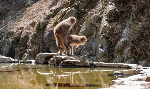 Japanese macaque (Macaca fuscata) mating on rocks near water, Yamanouchi, Nagano Prefecture, Honshu
