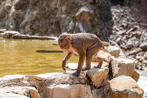 Japanese macaque (macaca fuscata), wet after bathing in water, Yamanouchi, Nagano Prefecture,