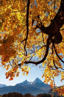Watzmann under an autumn-colored tree, Bischofswiesen, Berchtesgadener Land, Upper Bavaria,