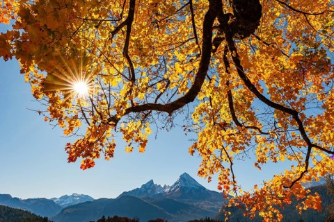 Watzmann under an autumn-colored tree, Bischofswiesen, Berchtesgadener Land, Upper Bavaria,