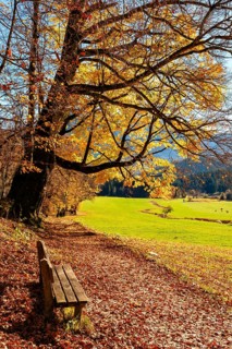 Wooden bench next to hiking trail under an autumn-colored tree, next to meadow, Bischofswiesen,