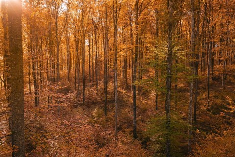 Forest in autumn with enchanting light and shadow of orange leaves, Gechingen, Calw district,