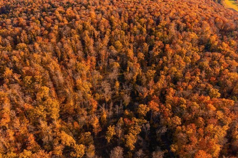 Extensive autumn forest with thick leaves in warm tones, Gechingen, Calw district, Germany