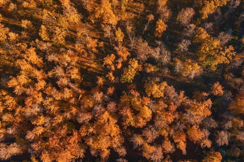 Orange and brown autumn trees cast long shadows on the forest floor, Gechingen, Calw district,