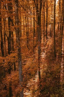 Autumn forest with orange-brown leaves interspersed with sunlight and shade, Gechingen, Calw