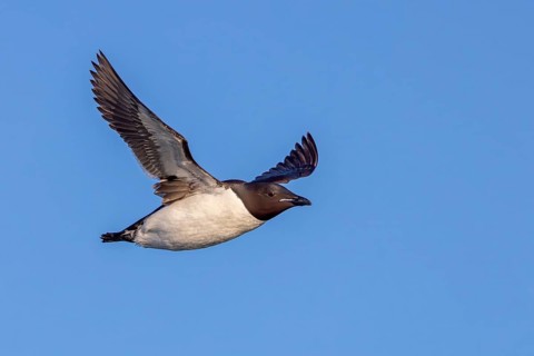 Thick-billed murre, Brünnich's guillemot (Uria lomvia lomvia) flying against blue sky in summer,