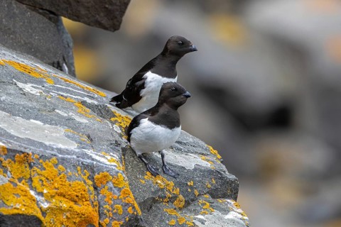 Two little auks, dovekies (Alle alle) perched on rock on top of sea cliff along the Arctic Ocean
